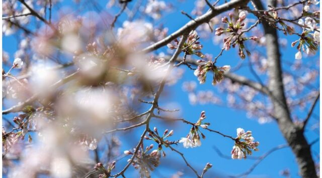 Cherry Blossom: A Seasonal Symphony of Beauty and Culture Explore the enchanting world of cherry blossoms, their cultural significance, and the upcoming festivals celebrating this breathtaking natural phenomenon. Image courtesy (wjla.com)