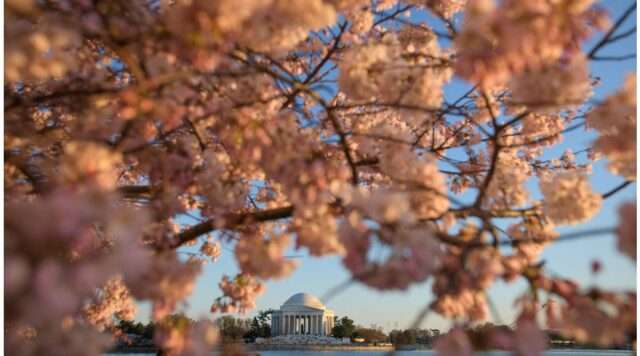 Cherry Blossoms in D.C.: A Timeless Spring Spectacle Discover the beauty and cultural significance of the Cherry Blossom Festival in Washington, D.C., as it transforms the city into a breathtaking landscape of pink blooms each spring (s.w-x.co).