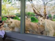 Vantara Wildlife Sanctuary 2025: A New Era in Gujarat Development and Wildlife Preservation Explore Vantara, India's largest wildlife rescue and rehabilitation centre, showcasing advanced facilities and conservation initiatives for endangered species (akm-img-a-in.tosshub.com)