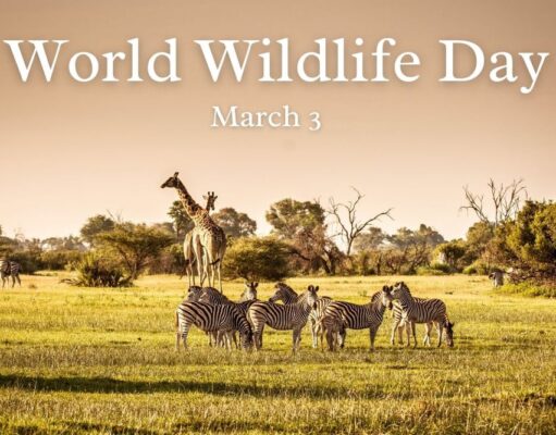 Explore the significance of financial investment in wildlife conservation and actionable steps individuals can take to support these efforts. image courtesy (images.moneycontrol.com)