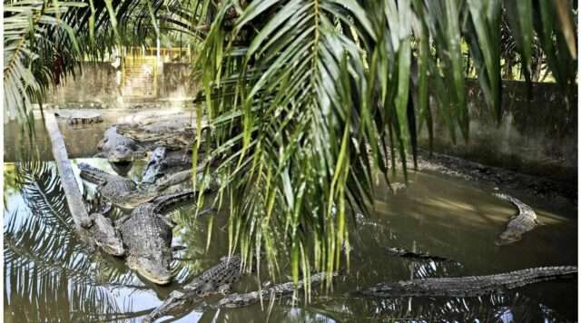 When Nature Strikes: The Unexpected Crocodile Encounter at IIT Bombay Explore the surprising crocodile encounter at IIT Bombay and learn about wildlife interactions in urban settings (th-i.thgim.com).