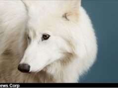 Romulus & Remus Reborn: How CRISPR Revived 13,000-Year-Old Dire Wolves in 2025 – The Future of De-Extinction Exploring the groundbreaking birth of dire wolves and the ethical questions surrounding de-extinction and conservation. Image courtesy (jb-optimus.s3.ap-south-1.amazonaws.com)
