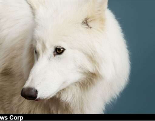 Romulus & Remus Reborn: How CRISPR Revived 13,000-Year-Old Dire Wolves in 2025 – The Future of De-Extinction Exploring the groundbreaking birth of dire wolves and the ethical questions surrounding de-extinction and conservation. Image courtesy (jb-optimus.s3.ap-south-1.amazonaws.com)