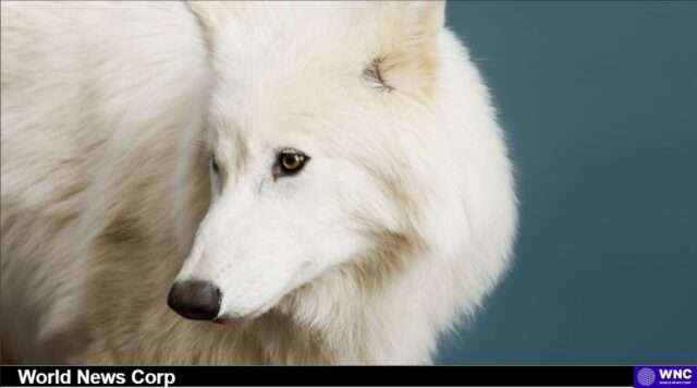 Reviving the Past: The Science and Ethics of De-Extinction Exploring the groundbreaking birth of dire wolves and the ethical questions surrounding de-extinction and conservation. Image courtesy (jb-optimus.s3.ap-south-1.amazonaws.com)