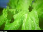 E. Coli Outbreak 2025: Taylor Farms Under Fire as 115 Fall Ill – What Went Wrong? Explore the impact of the recent E. coli outbreak linked to Taylor Farms and learn how to protect yourself as a consumer. Image courtesy (jb-optimus.s3.ap-south-1.amazonaws.com)
