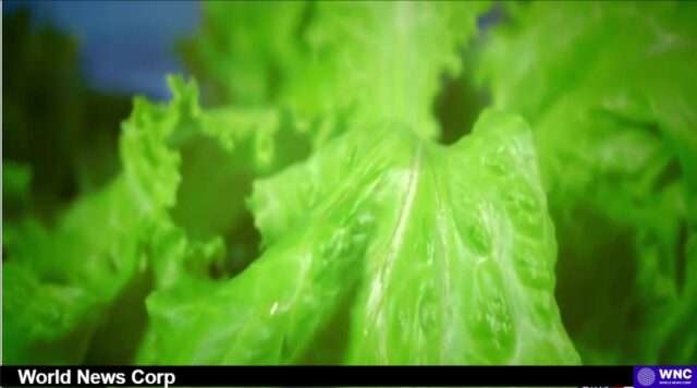 Understanding the E. Coli Outbreak: The Role of Taylor Farms and Consumer Safety Explore the impact of the recent E. coli outbreak linked to Taylor Farms and learn how to protect yourself as a consumer. Image courtesy (jb-optimus.s3.ap-south-1.amazonaws.com)